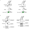 Figure 4—figure supplement 1.