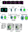 Figure 1—figure supplement 1.