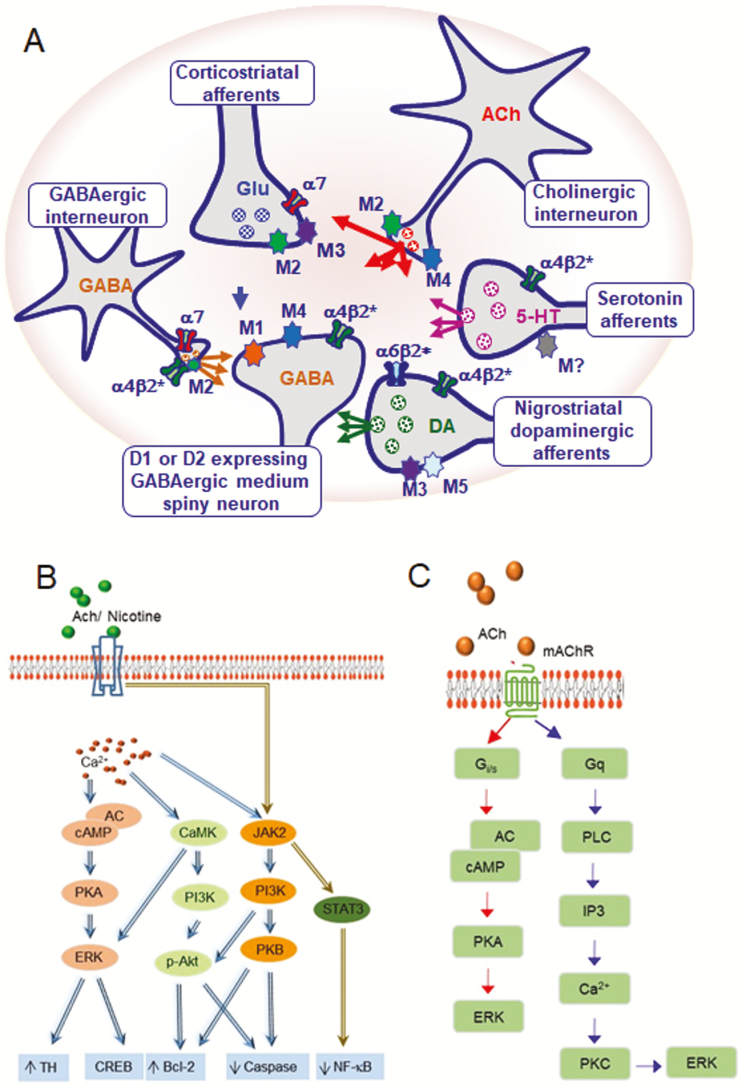 Figure 2.