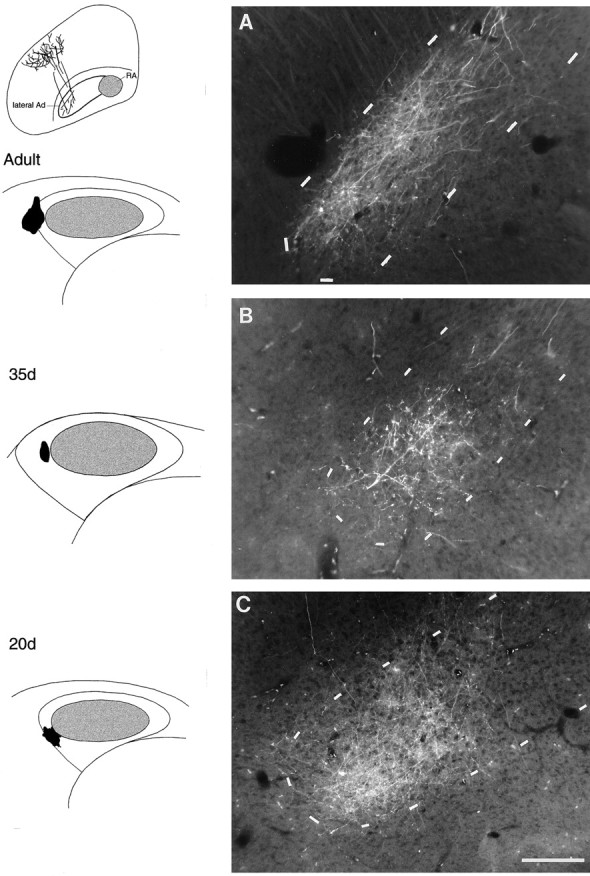 Fig. 8.