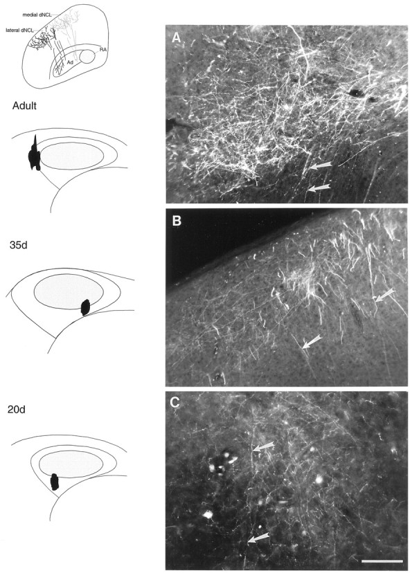 Fig. 11.