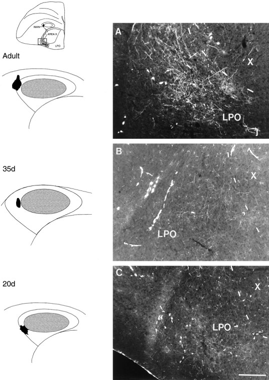 Fig. 9.