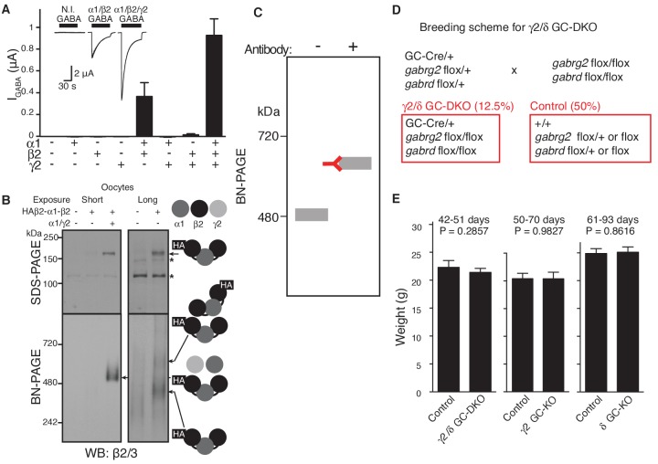 Figure 2—figure supplement 1.