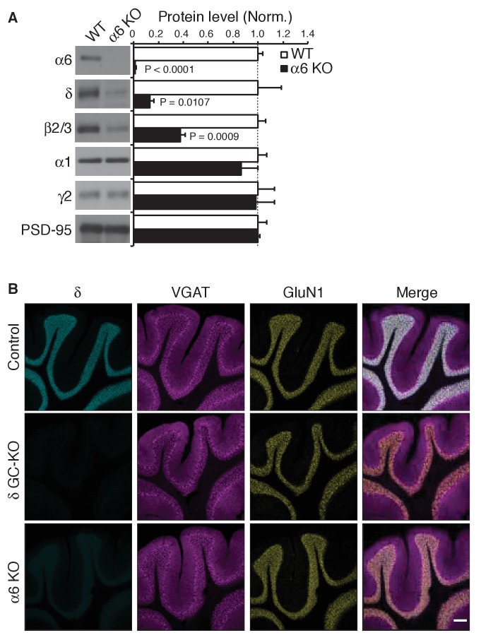 Figure 5—figure supplement 1.