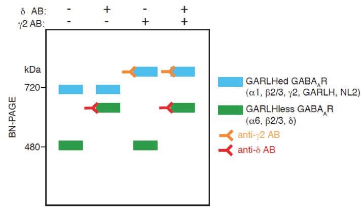 Figure 3—figure supplement 1.