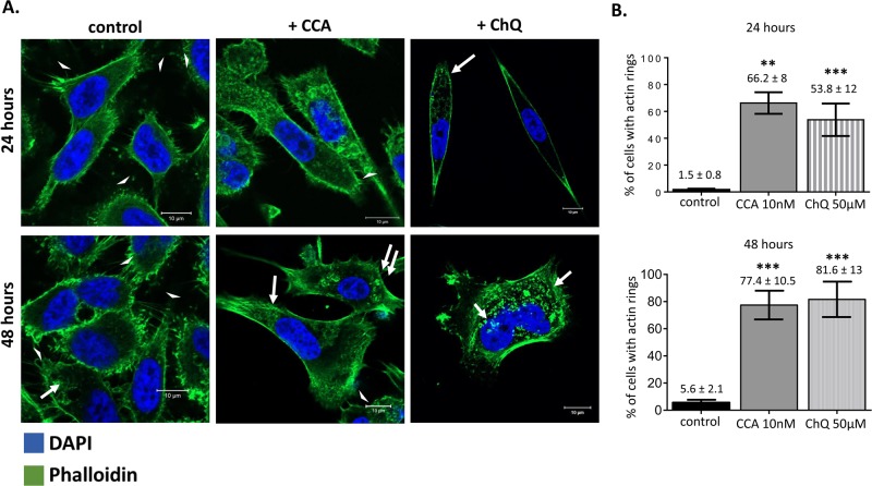 Fig. 8.