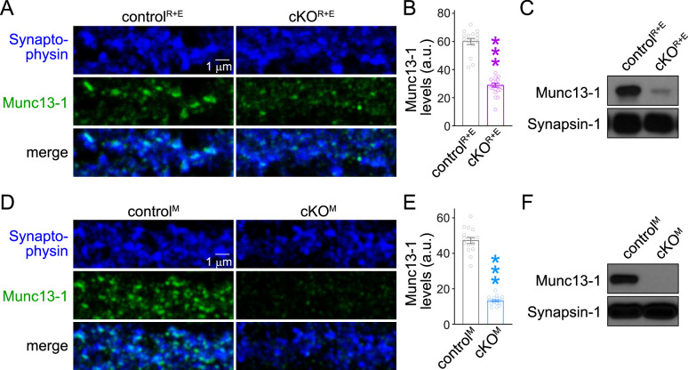 Figure 1—figure supplement 3.