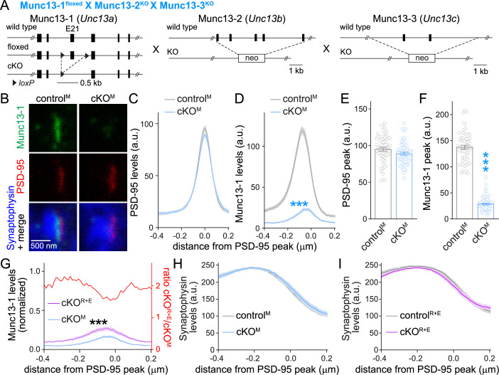 Figure 1—figure supplement 1.