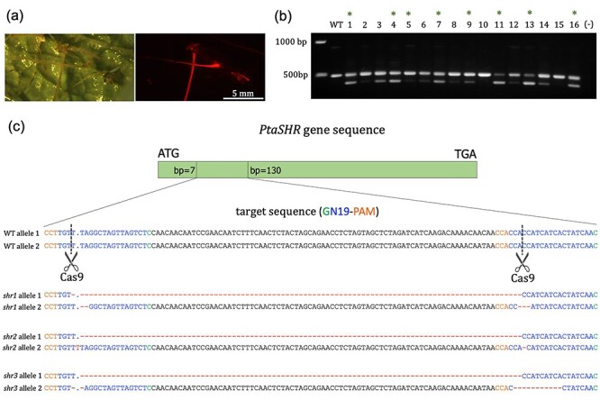 Figure 4.