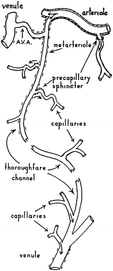 Fig. 6