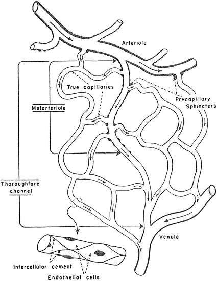 Fig. 8