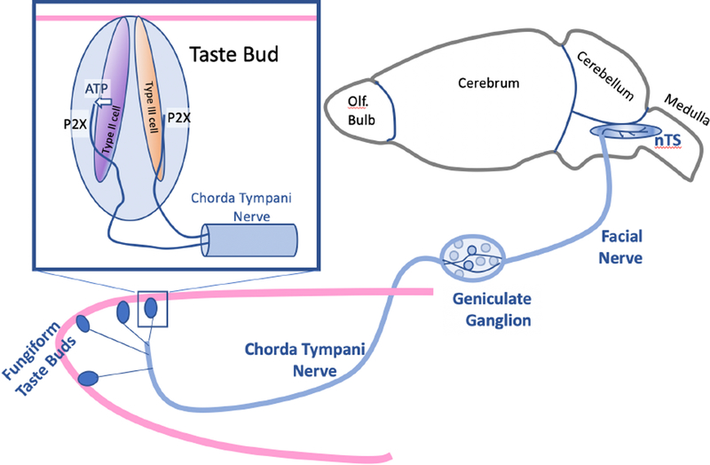 Fig. 1.