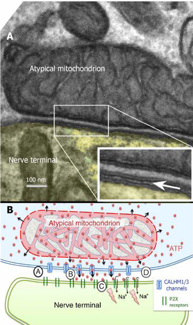 Fig. 3: