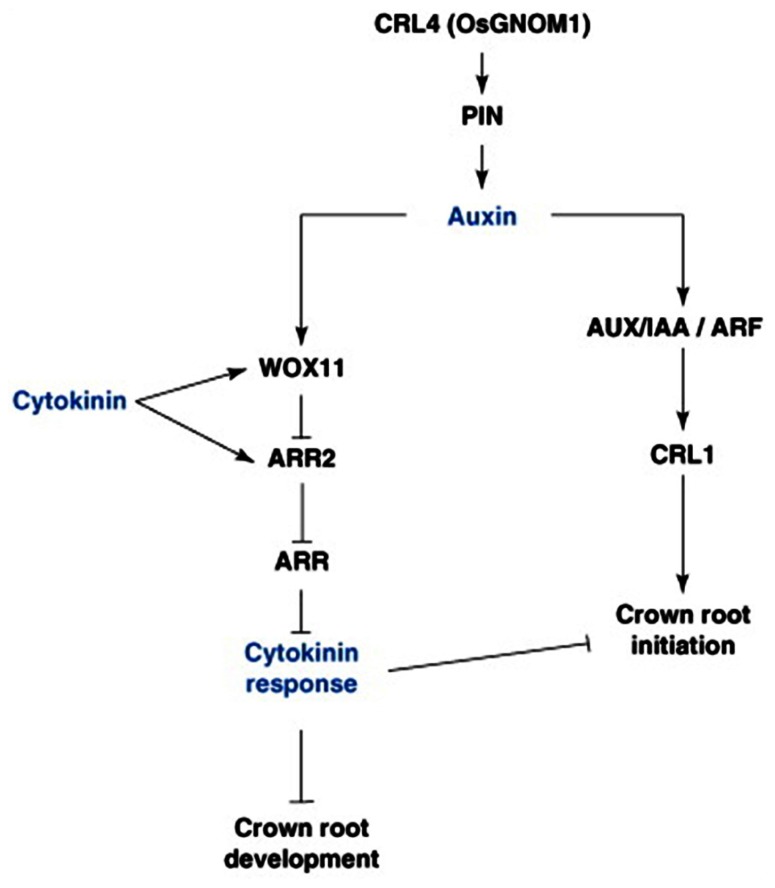 FIGURE 3