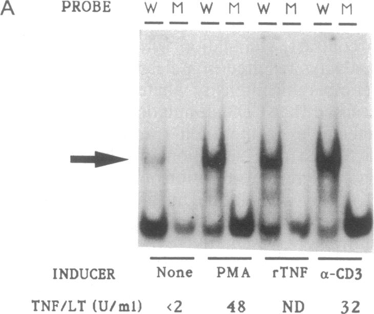 graphic file with name pnas01045-0075-b.jpg