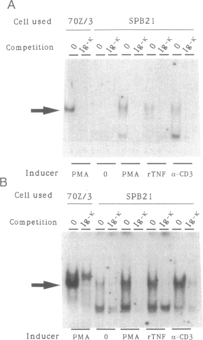 graphic file with name pnas01045-0075-a.jpg