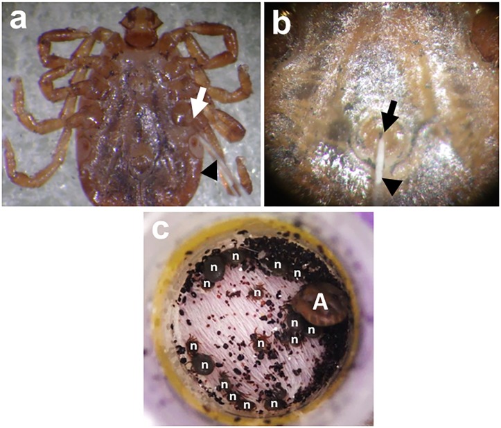 FIGURE 2