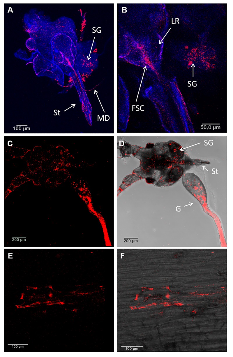 FIGURE 2