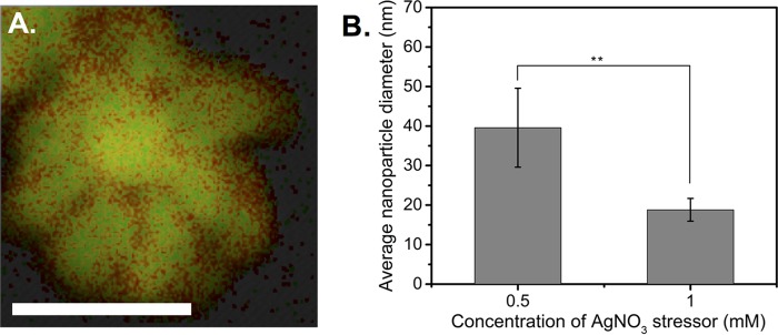 FIG 5