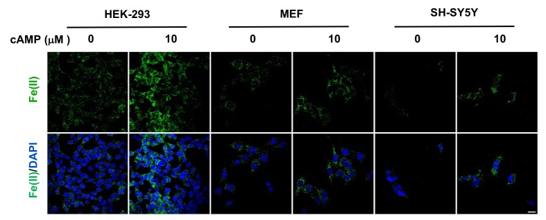 Figure 2—figure supplement 2.