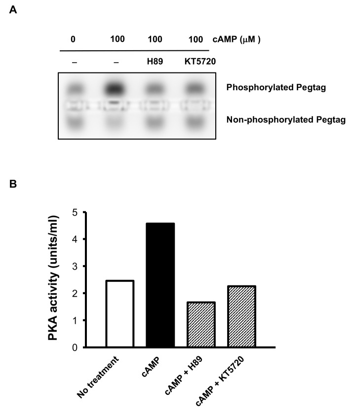 Figure 5—figure supplement 1.