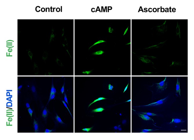 Figure 3—figure supplement 2.