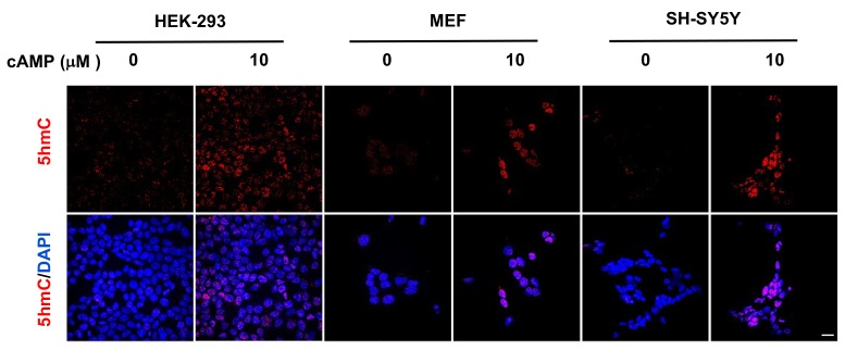 Figure 1—figure supplement 1.