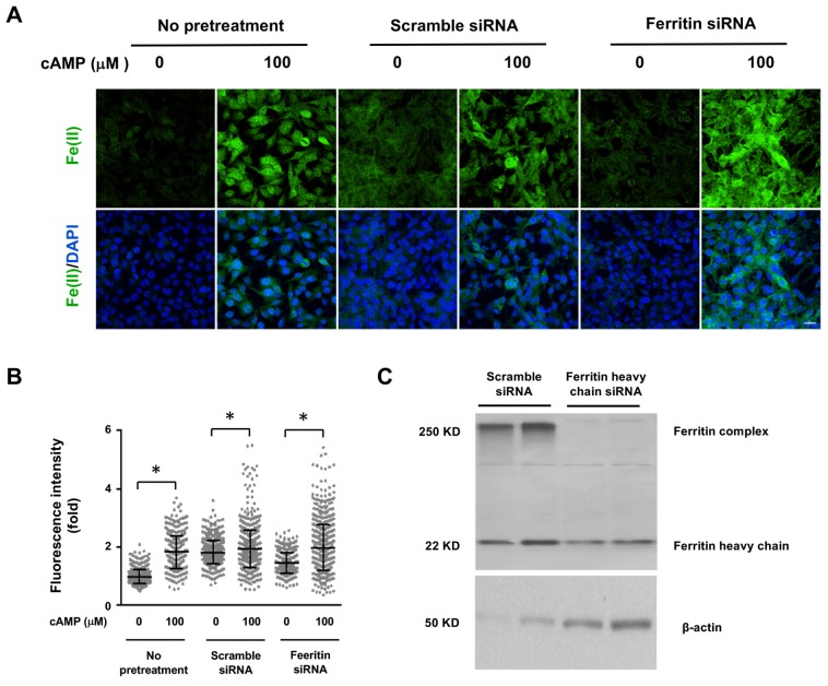 Figure 4—figure supplement 1.