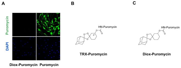 Figure 2—figure supplement 1.