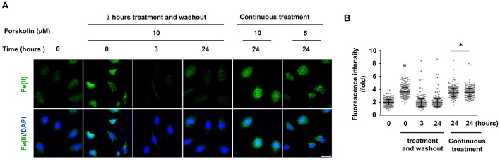 Figure 3—figure supplement 1.