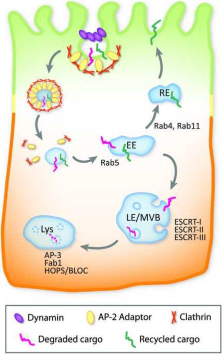Box 1: Vesicle trafficking and key players in the endocytic pathway