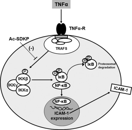 Fig. 9.