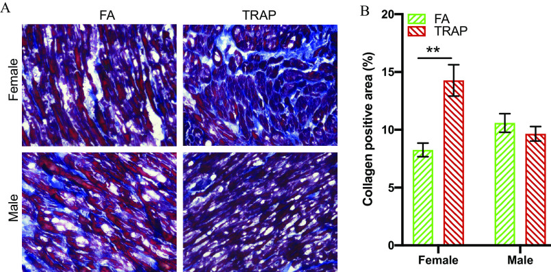 Figure 7A is a Gömöri trichrome staining display of two columns, namely, filtered air and Traffic-related air pollution, and two rows, namely, female and male. Figure 7B is a clustered bar graph plotting Collagen positive area (percentage), ranging from 0 to 20 in increments of 5 (y-axis) across female and male (x-axis) for filtered air and Traffic-related air pollution.