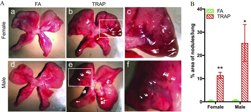 Figure 3A is a set of six macroscopic images of the rat’s lungs. The first three images, namely, a, b, and c represent a female rat, and the other three images, namely, d, e, and f represent a male rat. Images a and d are exposed to filtered air, and Images b and e are exposed to Traffic-related air pollution. There is a section that is selected in the Image b and e is placed inside a rectangle. Images c and f are enlarged images of the rectangle in Images b and e, respectively. Figure 3B is a clustered bar graph plotting percentage of area of nodules or lung, ranging from 0 to 40 in increments of 10 (y-axis) across female and male (x-axis) for filtered air and Traffic-related air pollution.