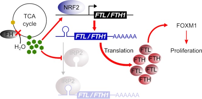 FIG 7