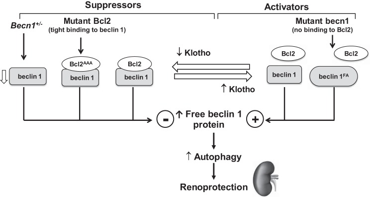 Fig. 12.