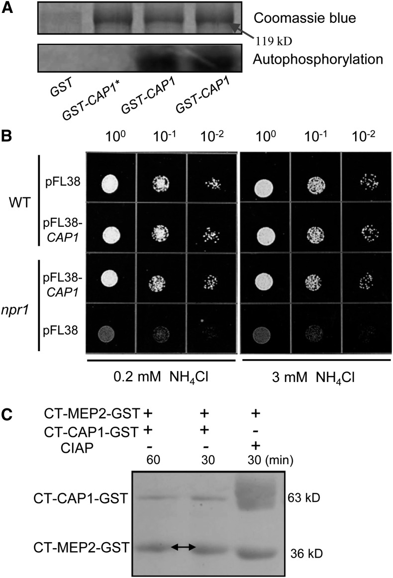 Figure 6.