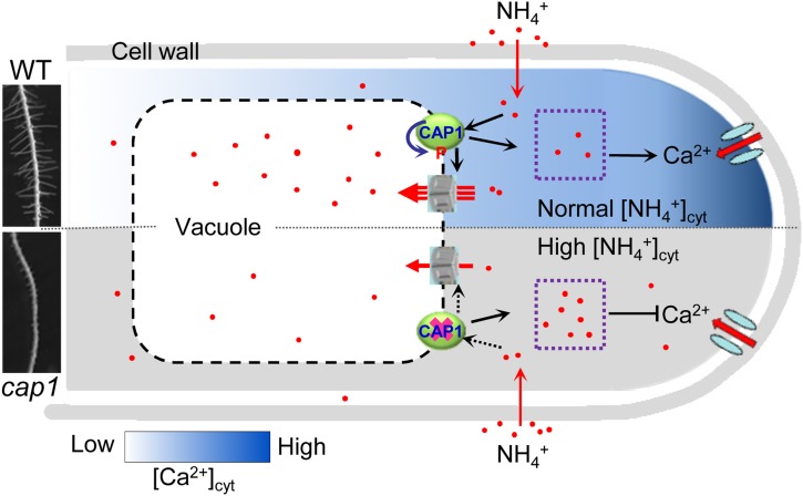 Figure 7.