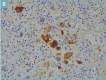 Figure 2b.