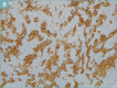 Figure 5b.