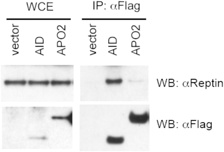 Fig E3