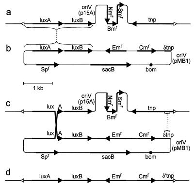 FIG. 1