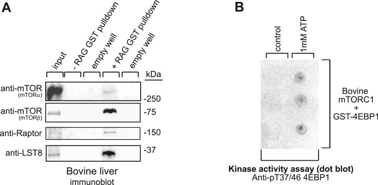 Figure 5