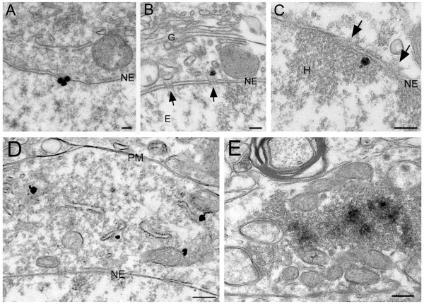 Fig 12