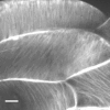 Fig. 1.