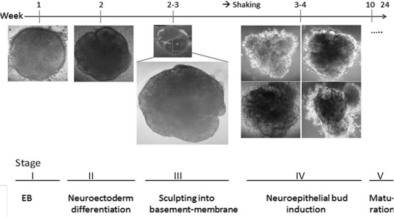 Fig 8.