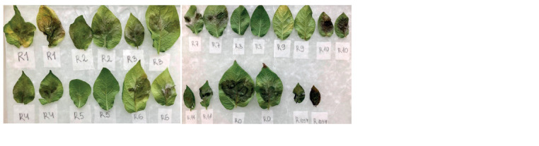 Fig. 8.