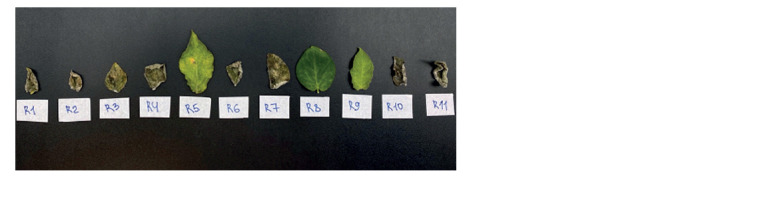 Fig. 9.