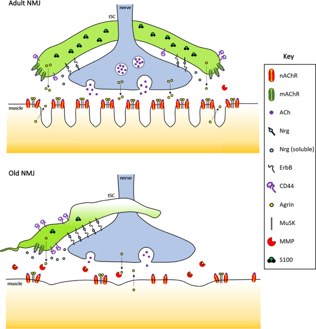 Figure 2.