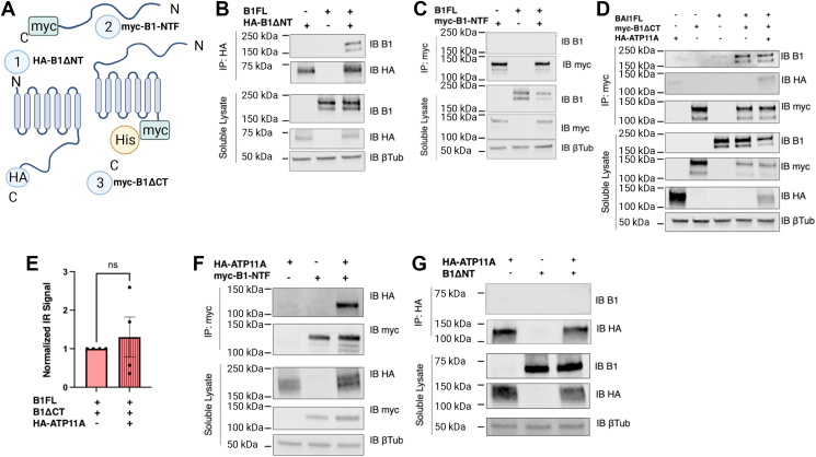 Figure 4